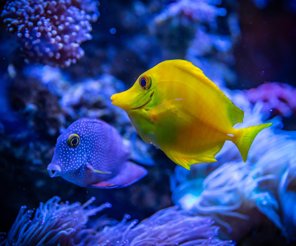 Yellow and blue fish in water 3220368