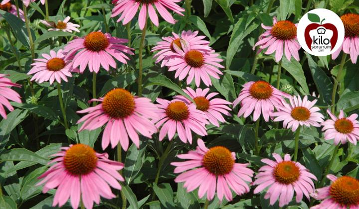 Echinacea Çayı