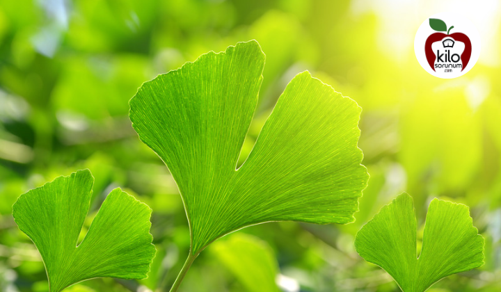 Ginkgo Biloba Çayı