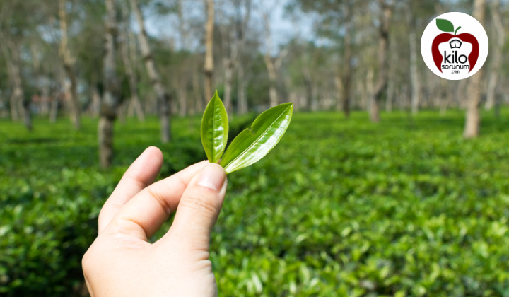 Tippy Assam (İpucu Assam) Çayı